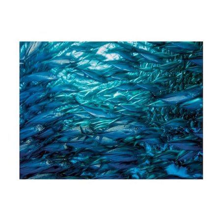 Henry Jager 'Fast Moving School Of Jacks' Canvas Art,18x24